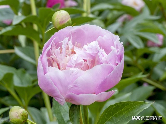 盆栽的芍药出芽了，当前怎样管理才能促进它生长开花且花大色艳？ 